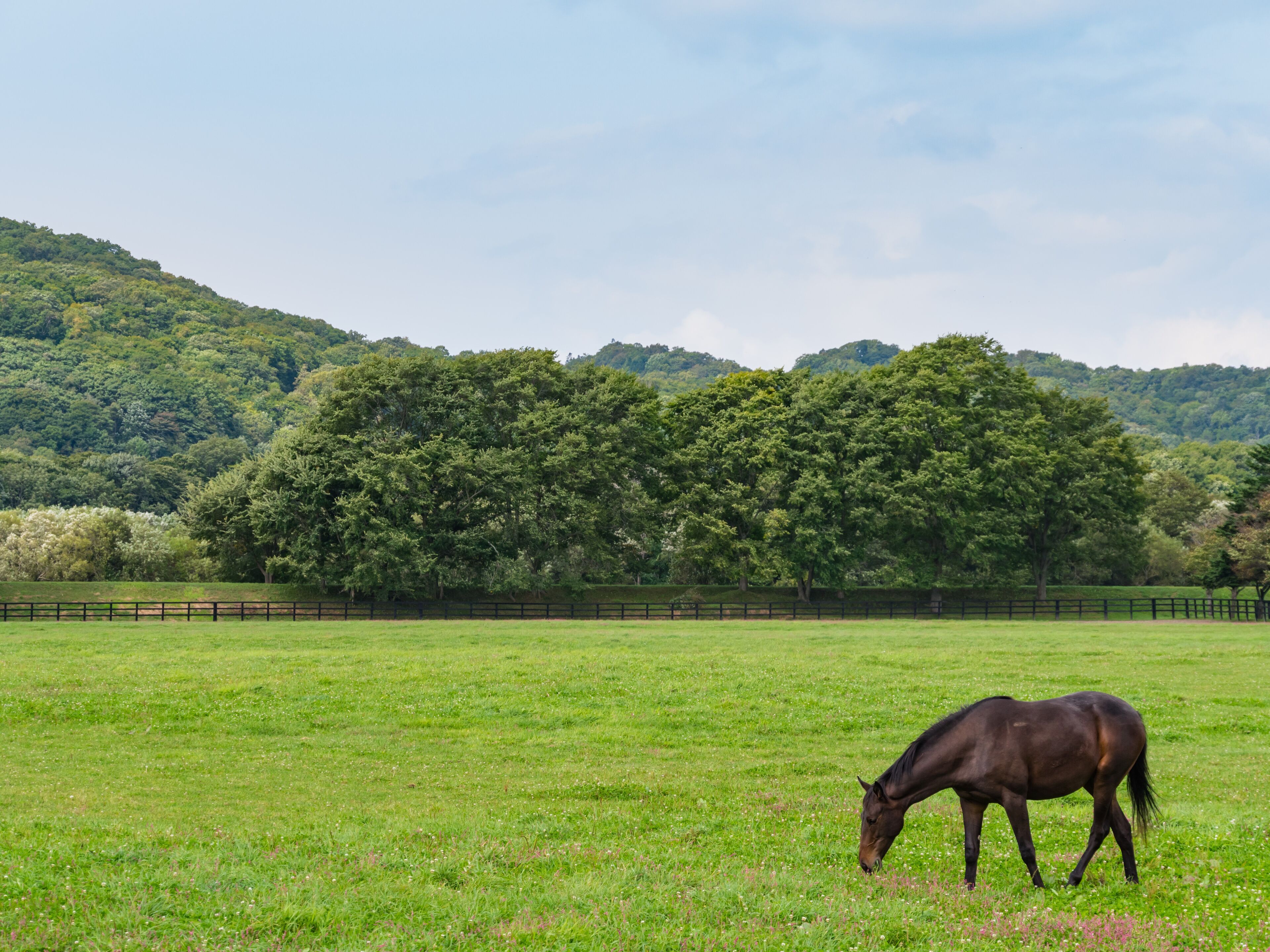 A horse grazing in a lush green field with a forested hill in the background.