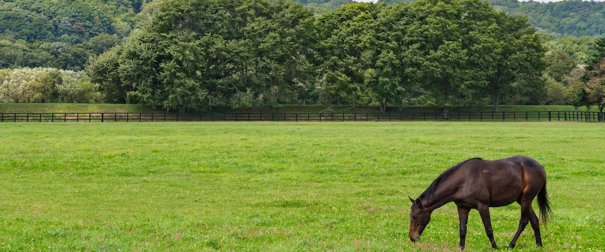 A horse grazing in a lush green field with a forested hill in the background.