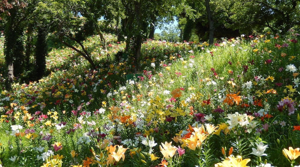可睡ゆりの園 KASUI-Lily's Park