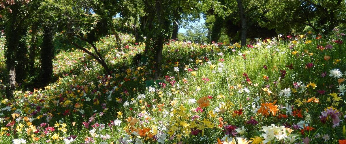 可睡ゆりの園 KASUI-Lily's Park