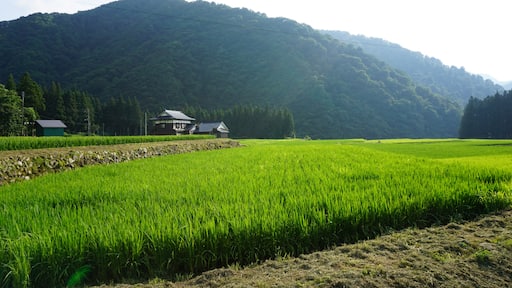 Rice field and mountains, Minamiuonuma city , Niigata Japan; Shutterstock ID 1490123420; Purchase Order: -