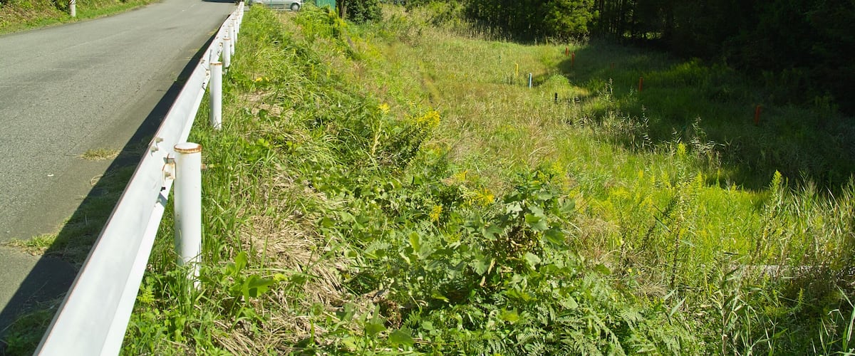 A road bordered by a white guardrail, surrounded by lush greenery and trees.