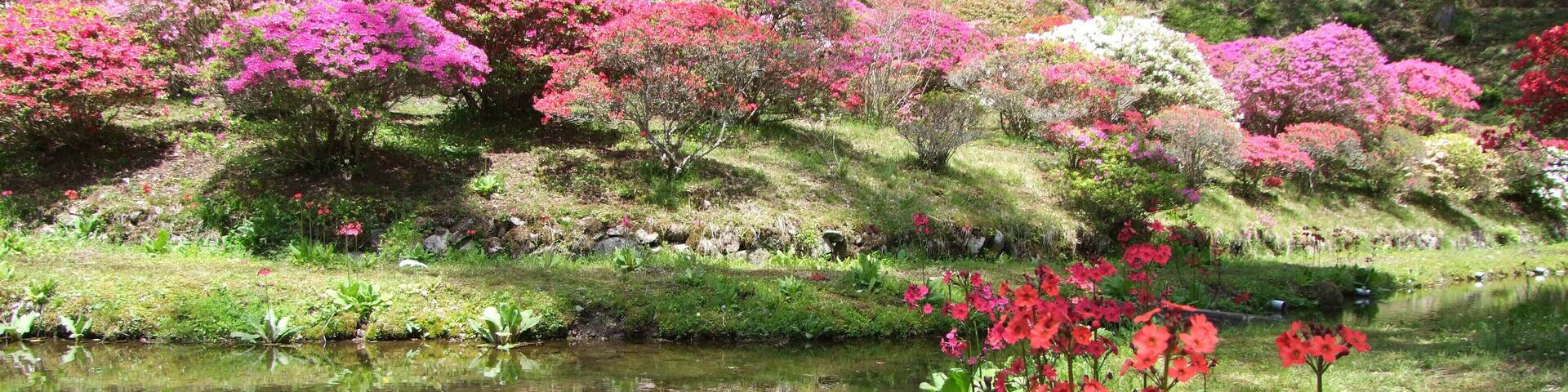 常現寺沢のつつじ
