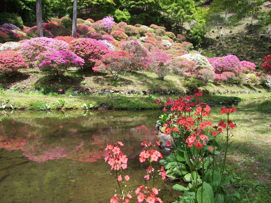 常現寺沢のつつじ