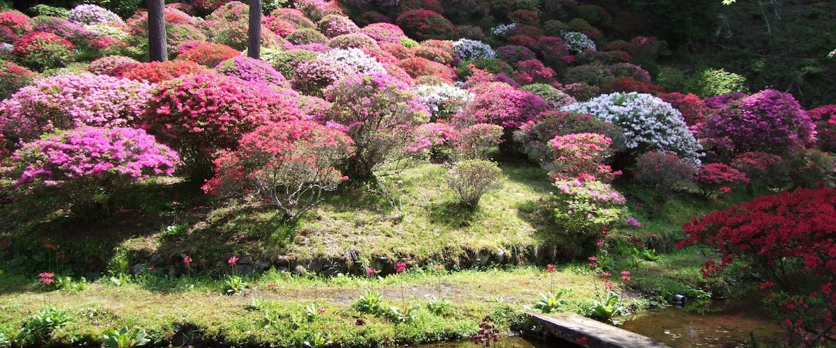 常現寺沢のつつじ
