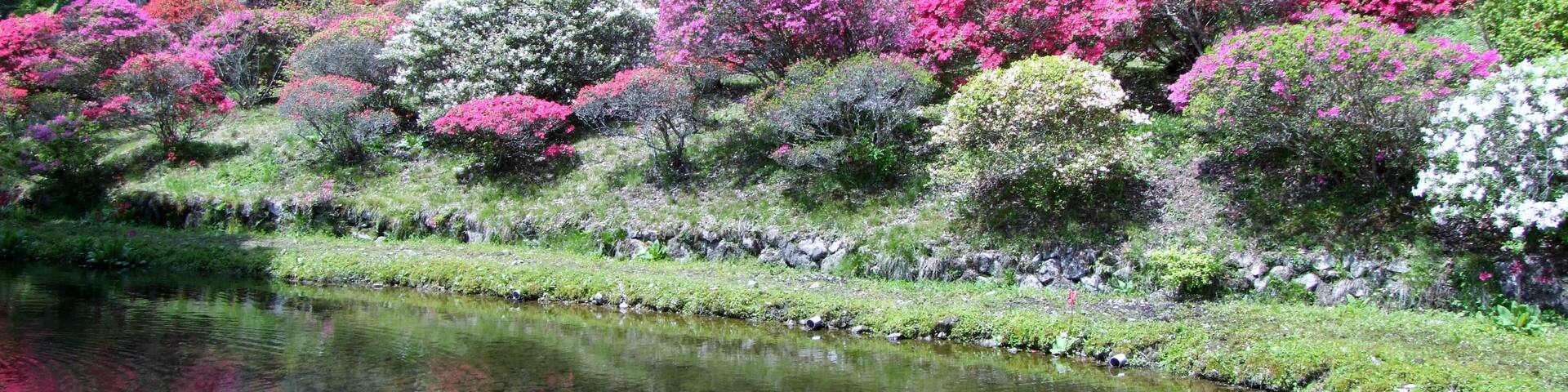 常現寺沢のつつじ