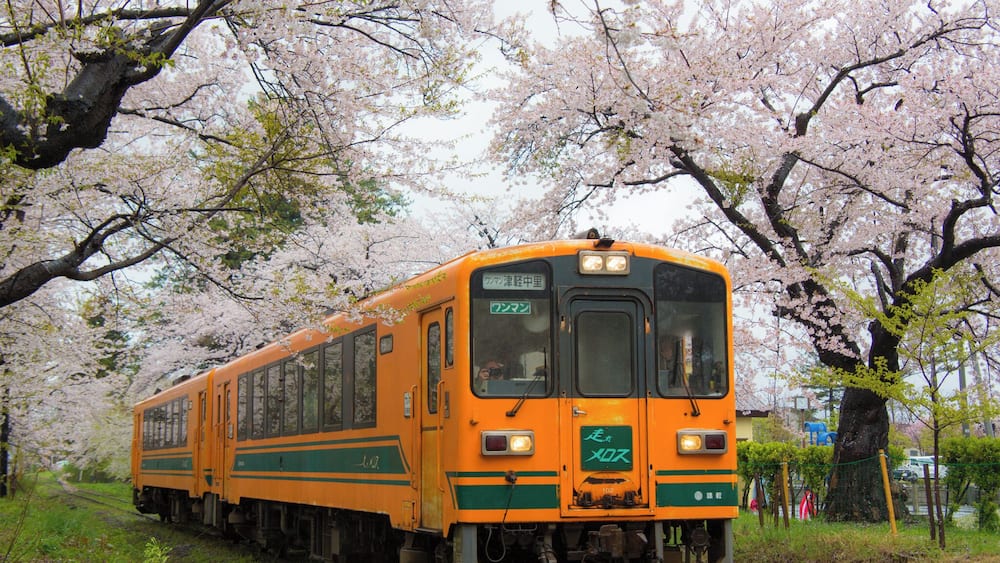 In late of April, cherry blossom along the rail line of Kanagi is a must visit sight seeing spot in Aomori, North East of Japan.