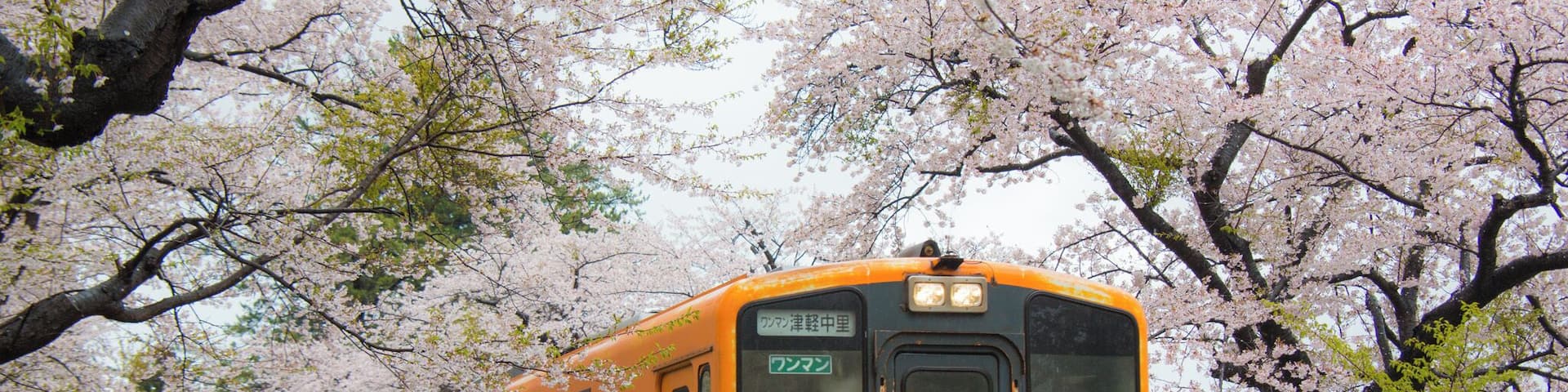 In late of April, cherry blossom along the rail line of Kanagi is a must visit sight seeing spot in Aomori, North East of Japan.