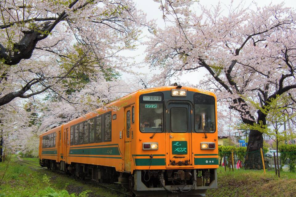 A train traveling through a cherry blossom forest.