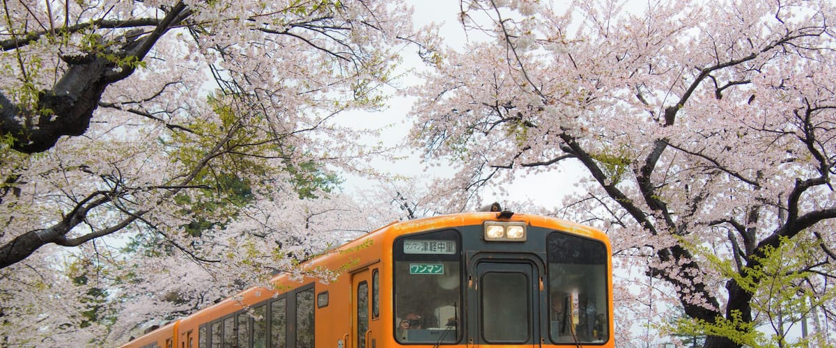 A train traveling through a cherry blossom forest.