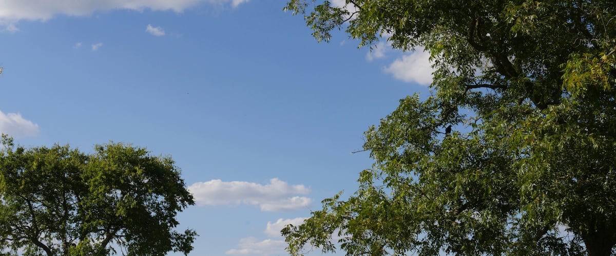 Lake Murray landscape of the lake with a bench and trees in the foreground.