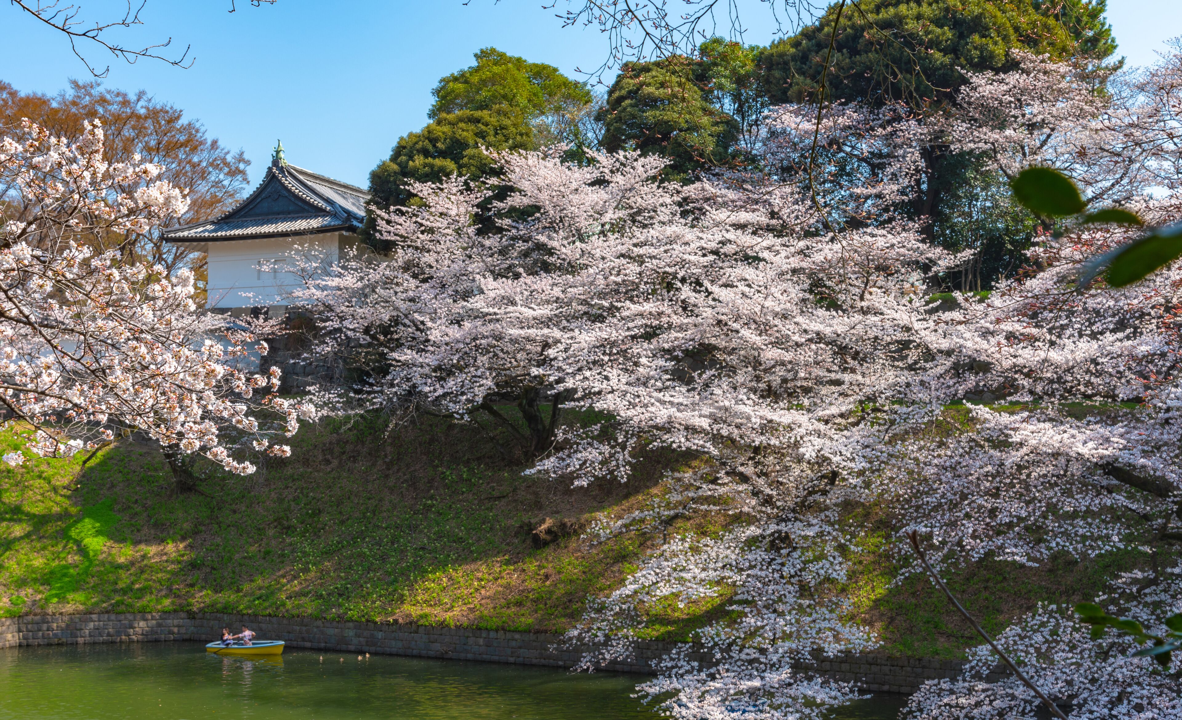 full bloom beautiful pink cherry blossoms flowers ( sakura ) in springtime sunny day