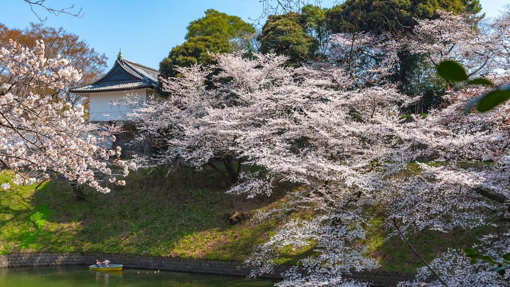 full bloom beautiful pink cherry blossoms flowers ( sakura ) in springtime sunny day