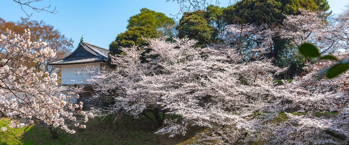 full bloom beautiful pink cherry blossoms flowers ( sakura ) in springtime sunny day