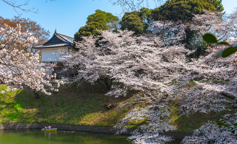 full bloom beautiful pink cherry blossoms flowers ( sakura ) in springtime sunny day