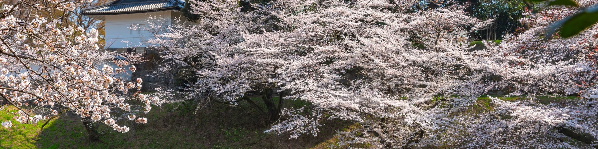 full bloom beautiful pink cherry blossoms flowers ( sakura ) in springtime sunny day
