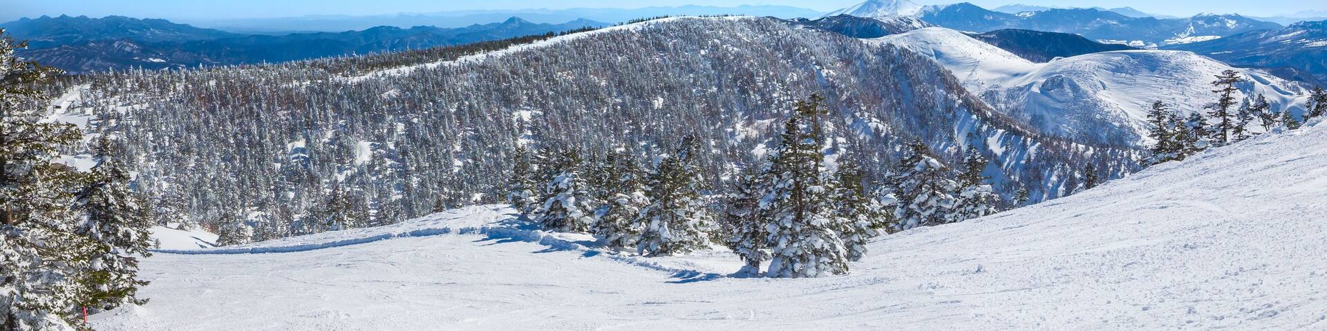 A wide ski slope overlooking a snow-covered forest under a bright blue sky (Shibutoge, Shiga Kogen, Gunma/Nagano, Japan)