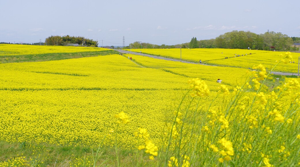 菜の花、豊かさの花言葉 黄色い絨毯のような菜の花畑