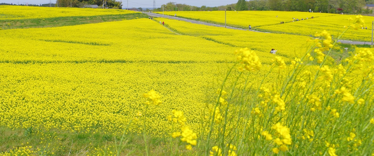 菜の花、豊かさの花言葉 黄色い絨毯のような菜の花畑