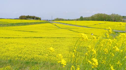 菜の花、豊かさの花言葉 黄色い絨毯のような菜の花畑