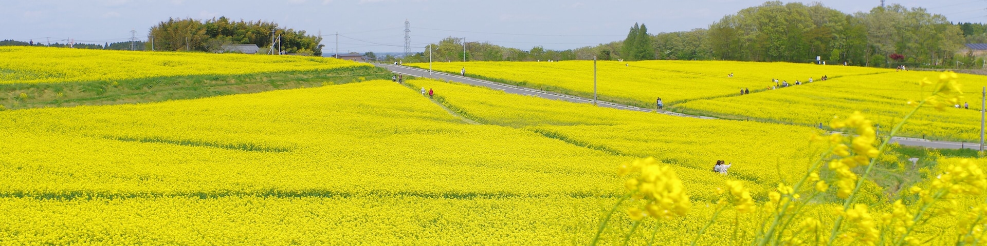 菜の花、豊かさの花言葉 黄色い絨毯のような菜の花畑