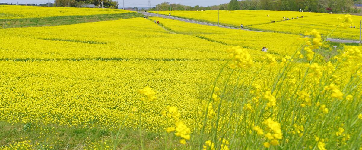 A vast field of yellow flowers with a road running through it.