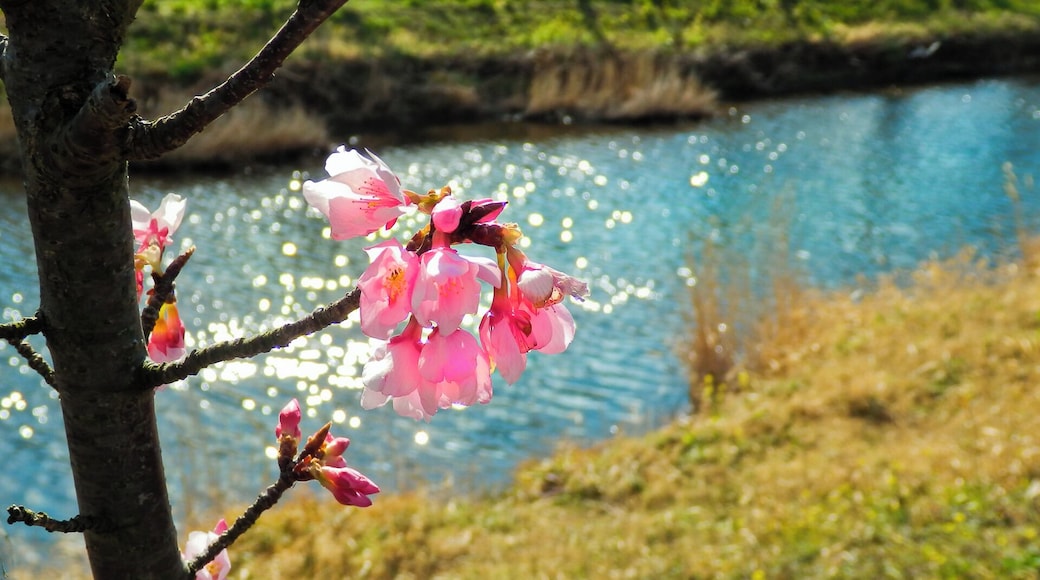 Miyauchi, Matsuzaki, Kamo District, Shizuoka Prefecture 410-3612, Japan