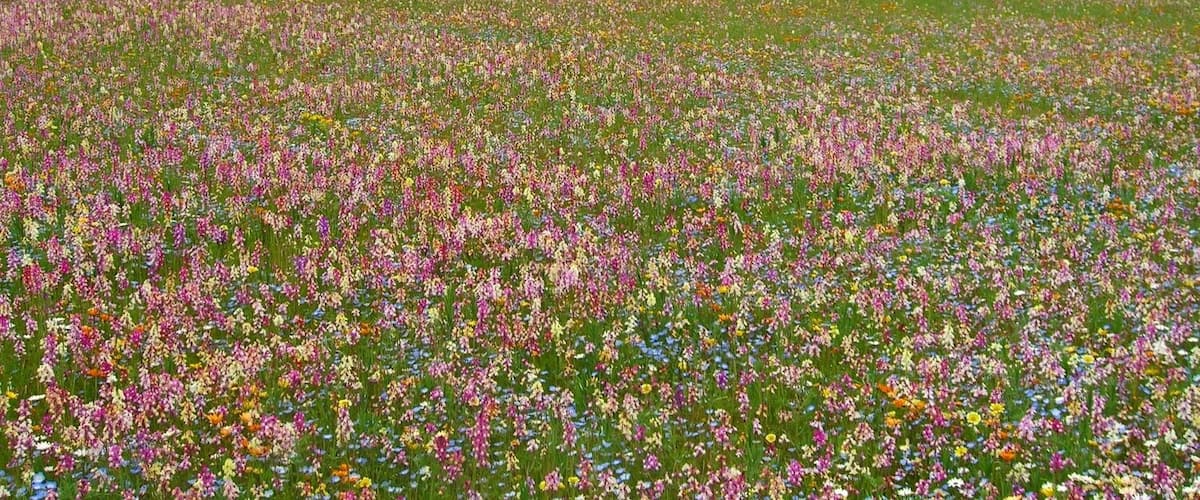 Matsuzaki-cho, Shizuoka Prefecture, Japan : flowers field.
