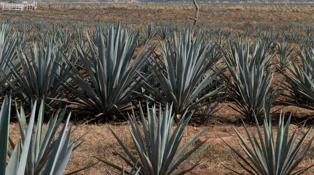 Plantas de agave en tequila