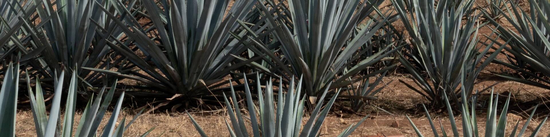 Plantas de agave en tequila