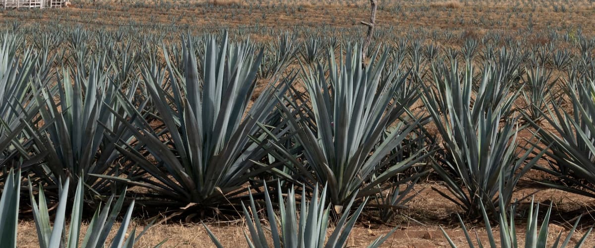 A field of agave plants with a mountain range in the background.