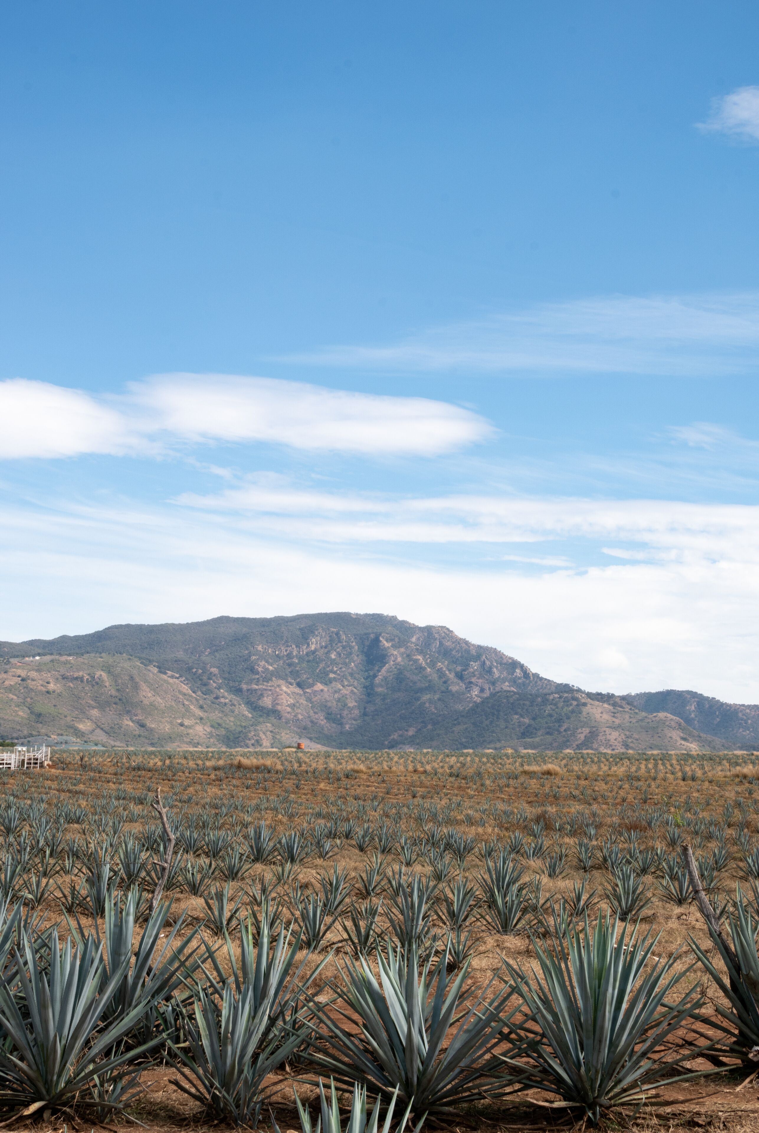 Paisaje de campo de agave en jalisco