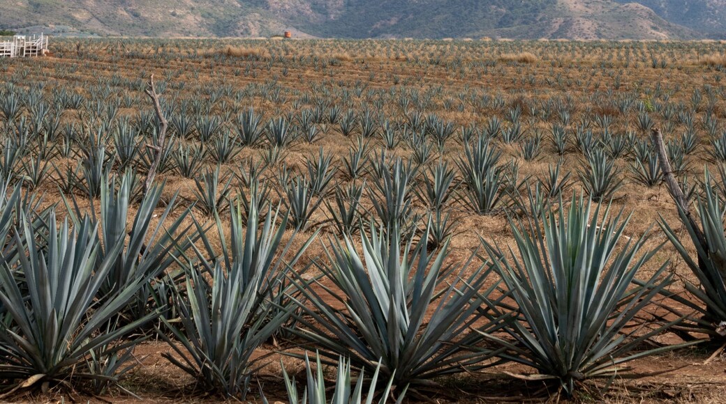 Paisaje de campo de agave en jalisco