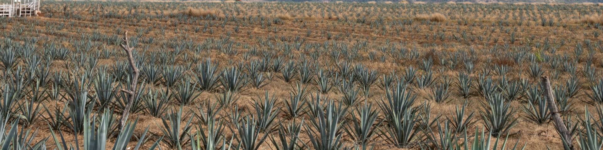 Paisaje de campo de agave en jalisco