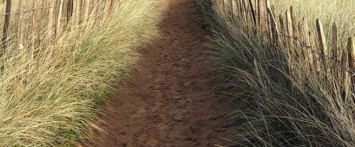 A sandy path flanked by tall grass and wooden posts.
