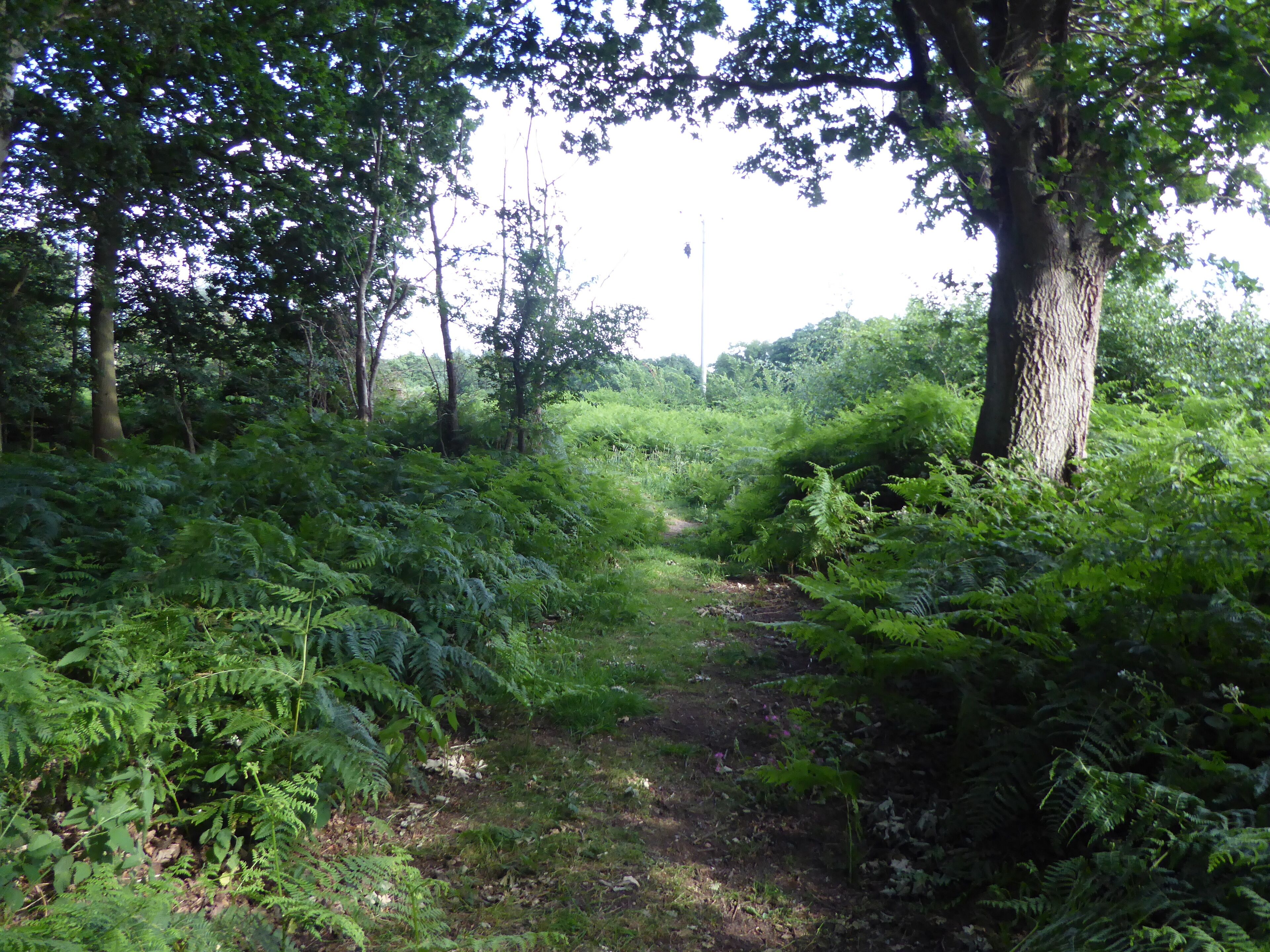 Bromeswell Green is a nature reserve east of Melton in Suffolk. It is managed by the Suffolk Wildlife Trust.