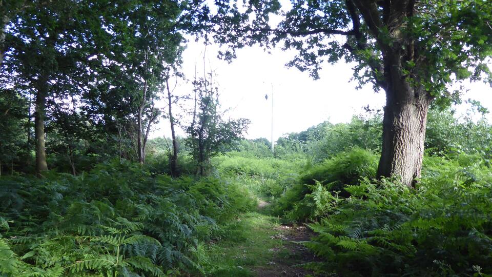 A forest path surrounded by dense ferns and trees.