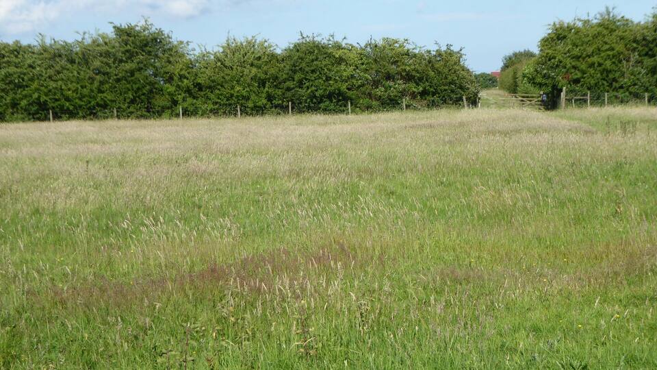 A grassy field with trees in the background.