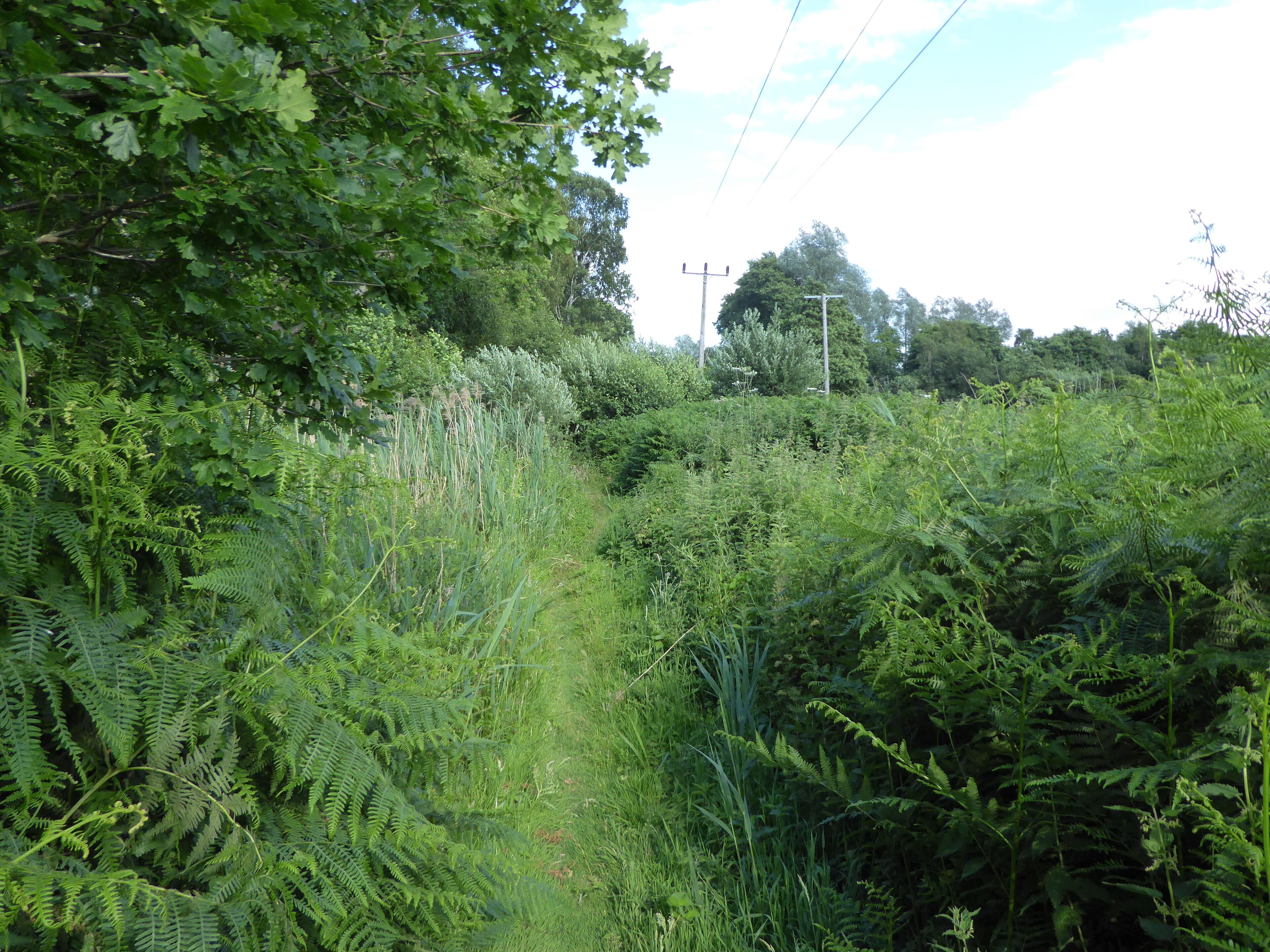 Bromeswell Green is a nature reserve east of Melton in Suffolk. It is managed by the Suffolk Wildlife Trust.