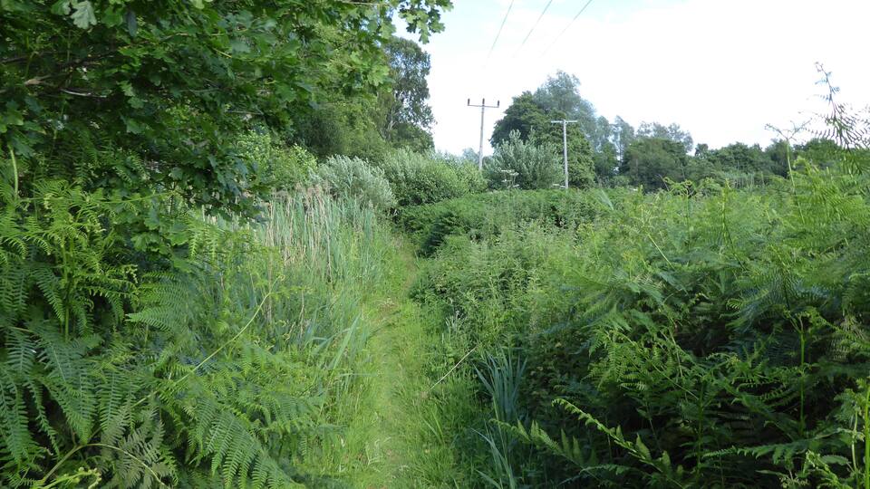 A dense, green forest with a narrow path.
