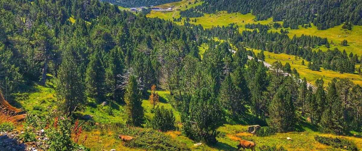 A mountainous landscape with dense forests, rolling hills, and a clear blue sky.