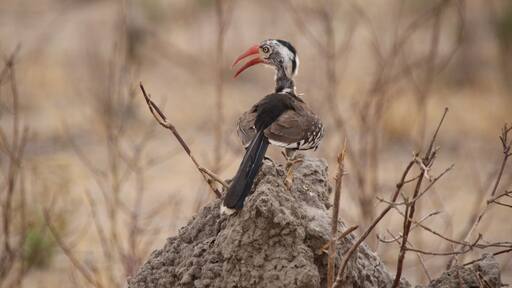 This red billed hornbill is identical to the one in the new Lion King. It is even sitting authentically on a termite hill which is an every day occurence in Africa.
When in Africa, especially the massive parks in Botswana and Namibia, you definitely are outdoors and in the wild. Thank you to #Trovember for prompting me to share. Stay tuned for more from my six week photo circumnavigation around Namibia and Botswana.