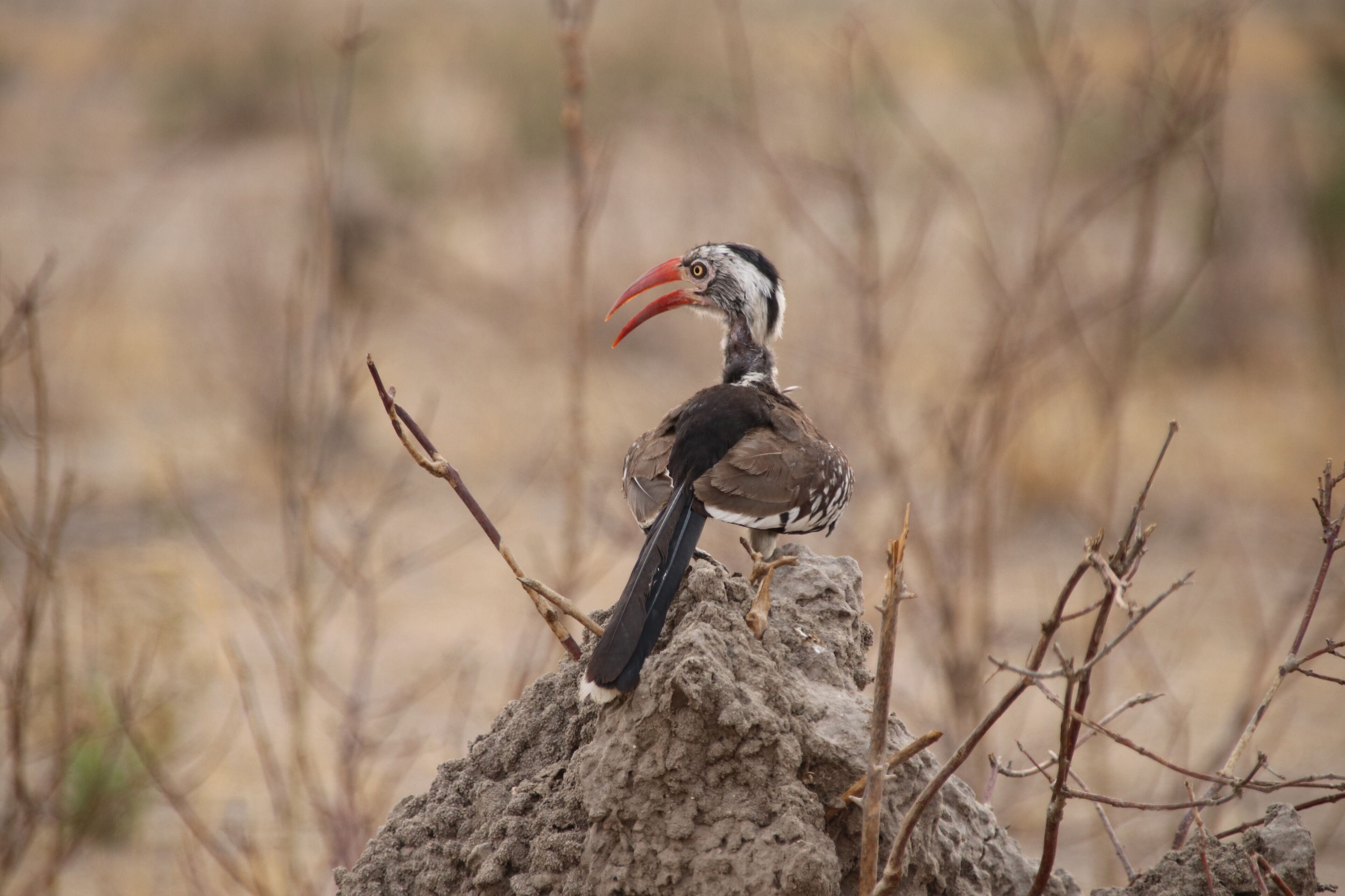 A bird with a large red beak perched on a rock.