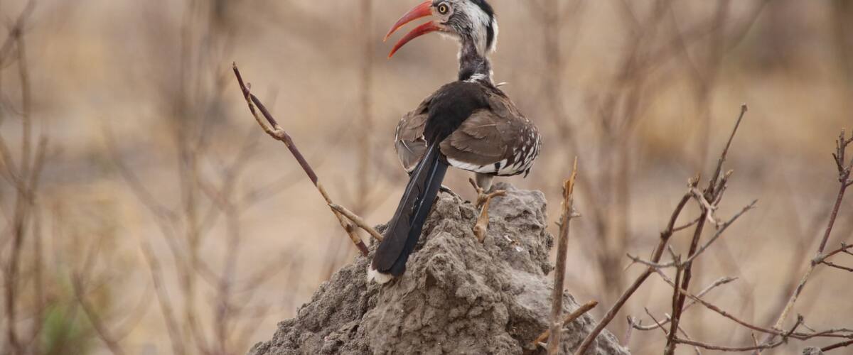A bird with a large red beak perched on a rock.