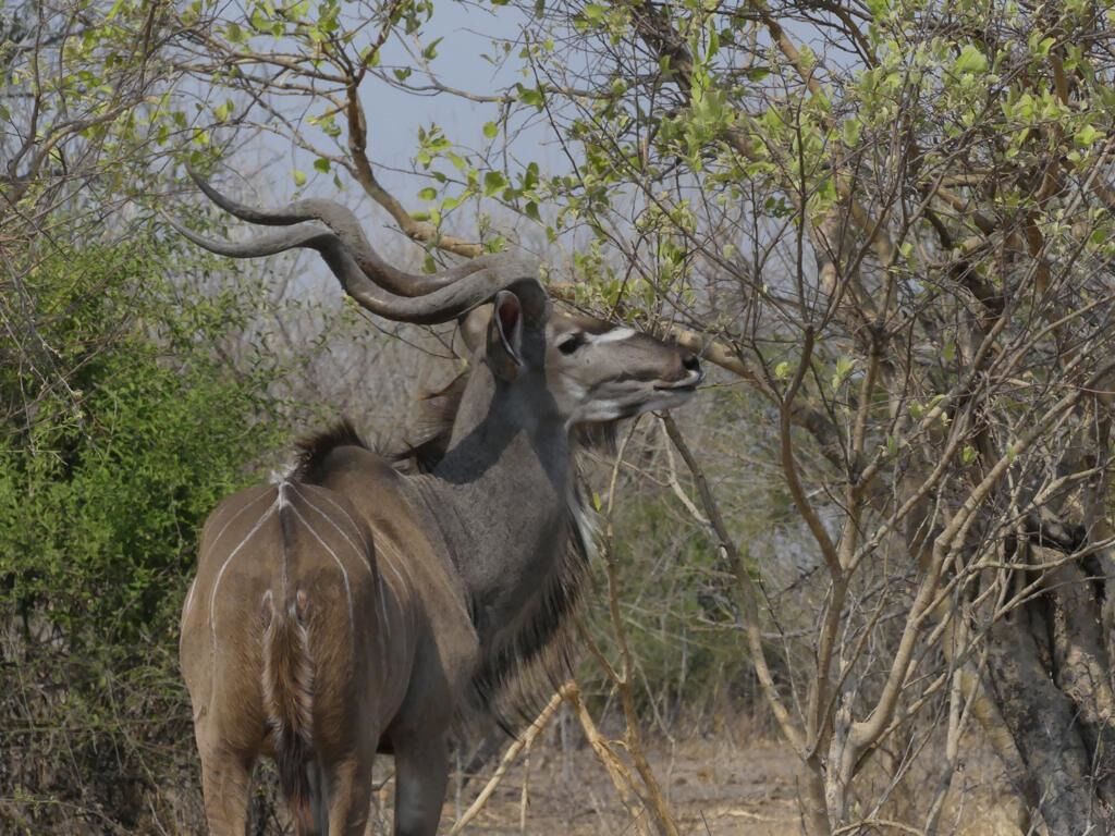 This large bull kudu is tall enough to get at the leaves the small kudu have missed.  The curly horns and the distinctive hump are trademarks of the kudus.  #Trovember is the month to go out and explore!
