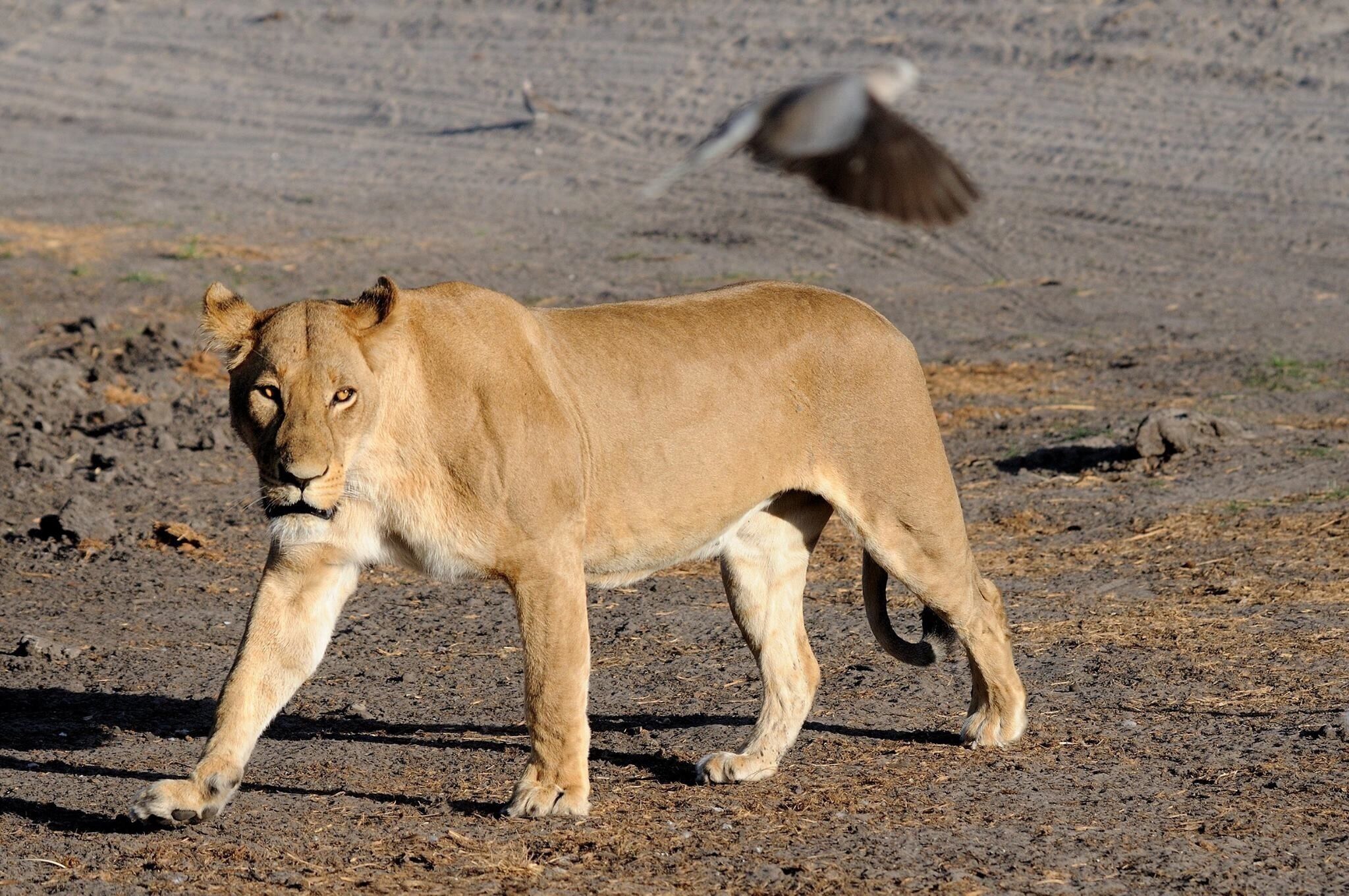 This lioness has missed this bird 
