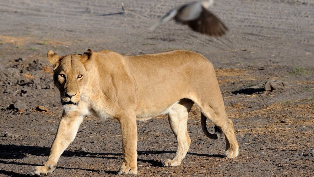 This lioness has missed this bird