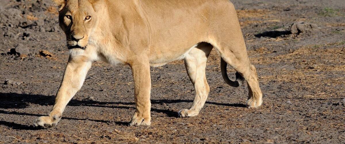 This lioness has missed this bird