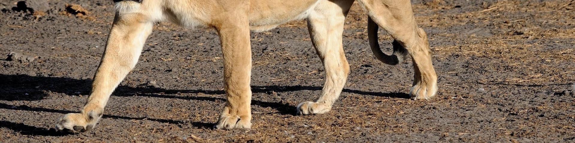 This lioness has missed this bird