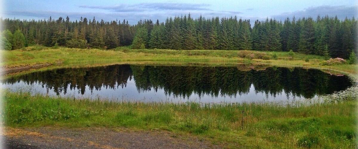 A calm pond surrounded by dense forest and a clear sky.